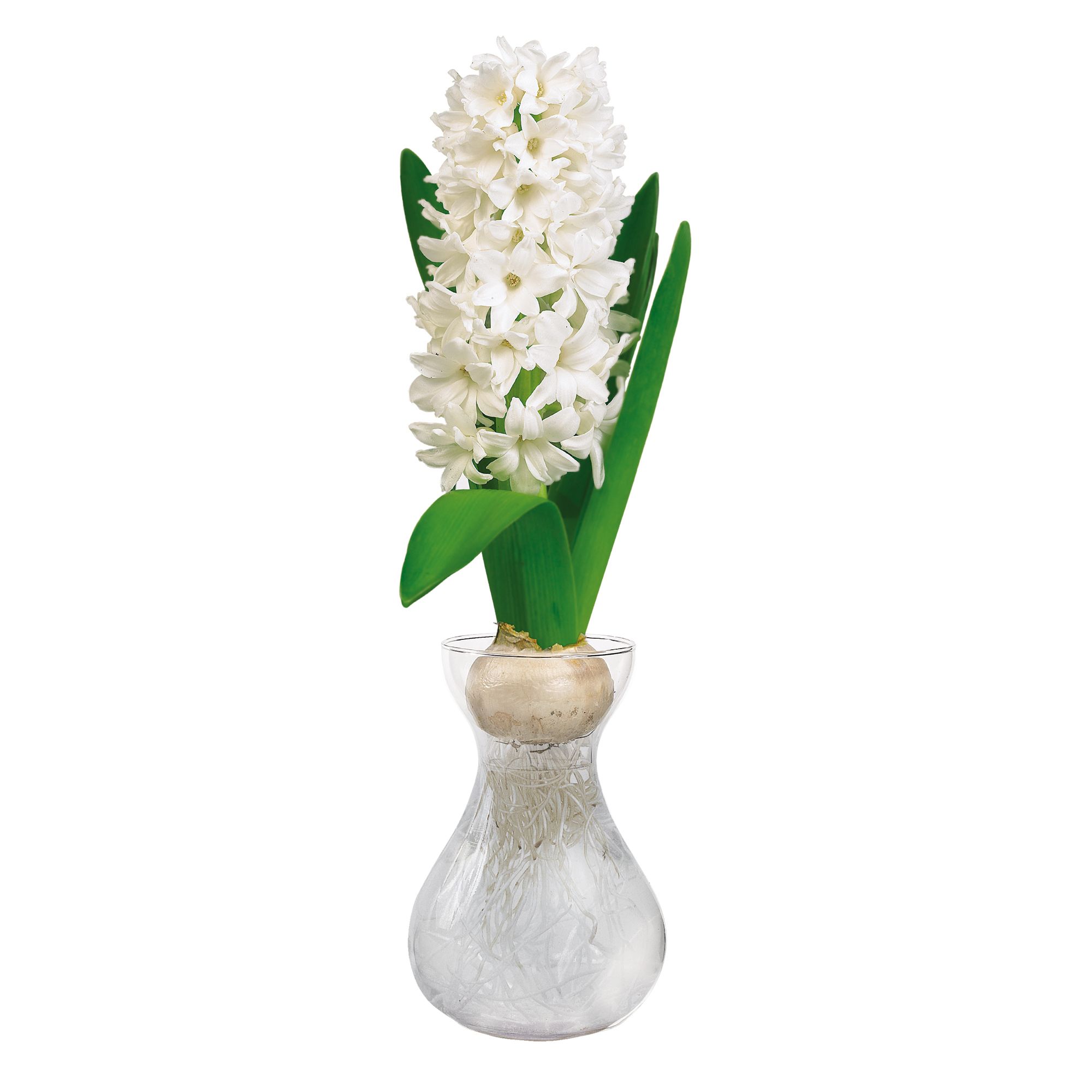 Hyacinthus Carnegie White Flower bulb, comes in Glass Container