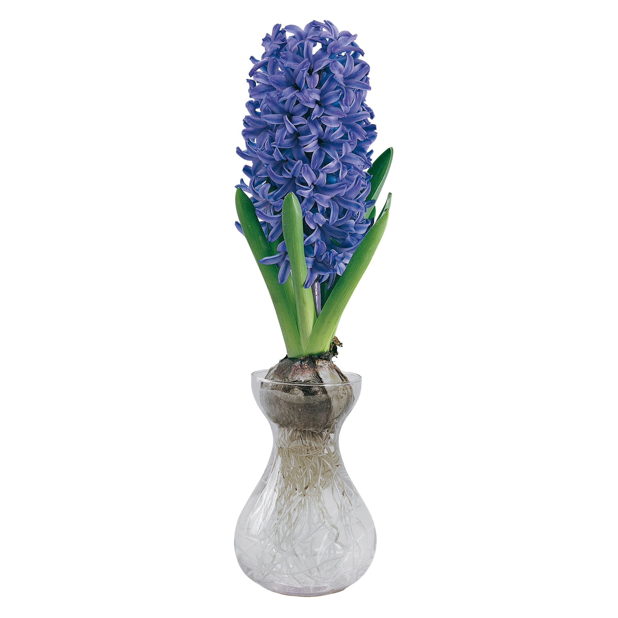 Hyacinthus Delft Blue Flower bulb, comes in Glass Container