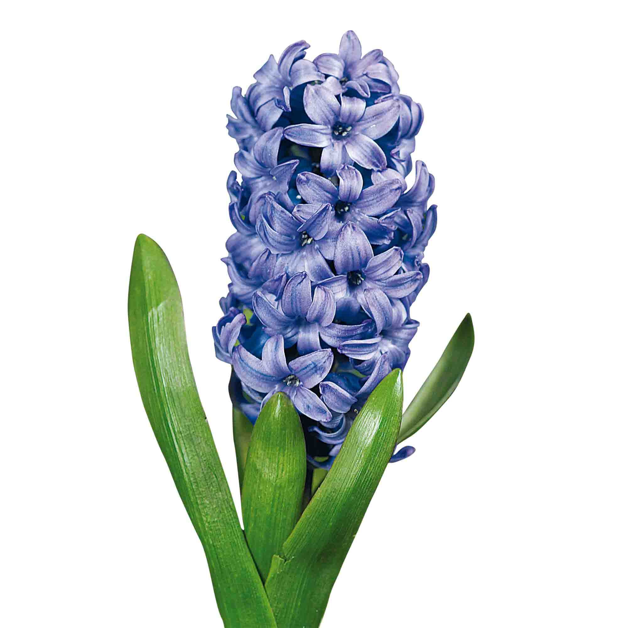 Hyacinthus Delft Blue Flower bulb, comes in Glass Container | DIY at B&Q