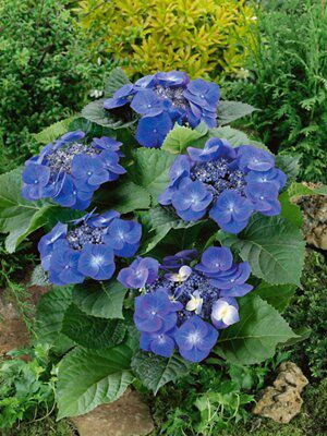 HYDRANGEA BLUE DIY At B Q   Hydrangea Blue~5059340062853 01i