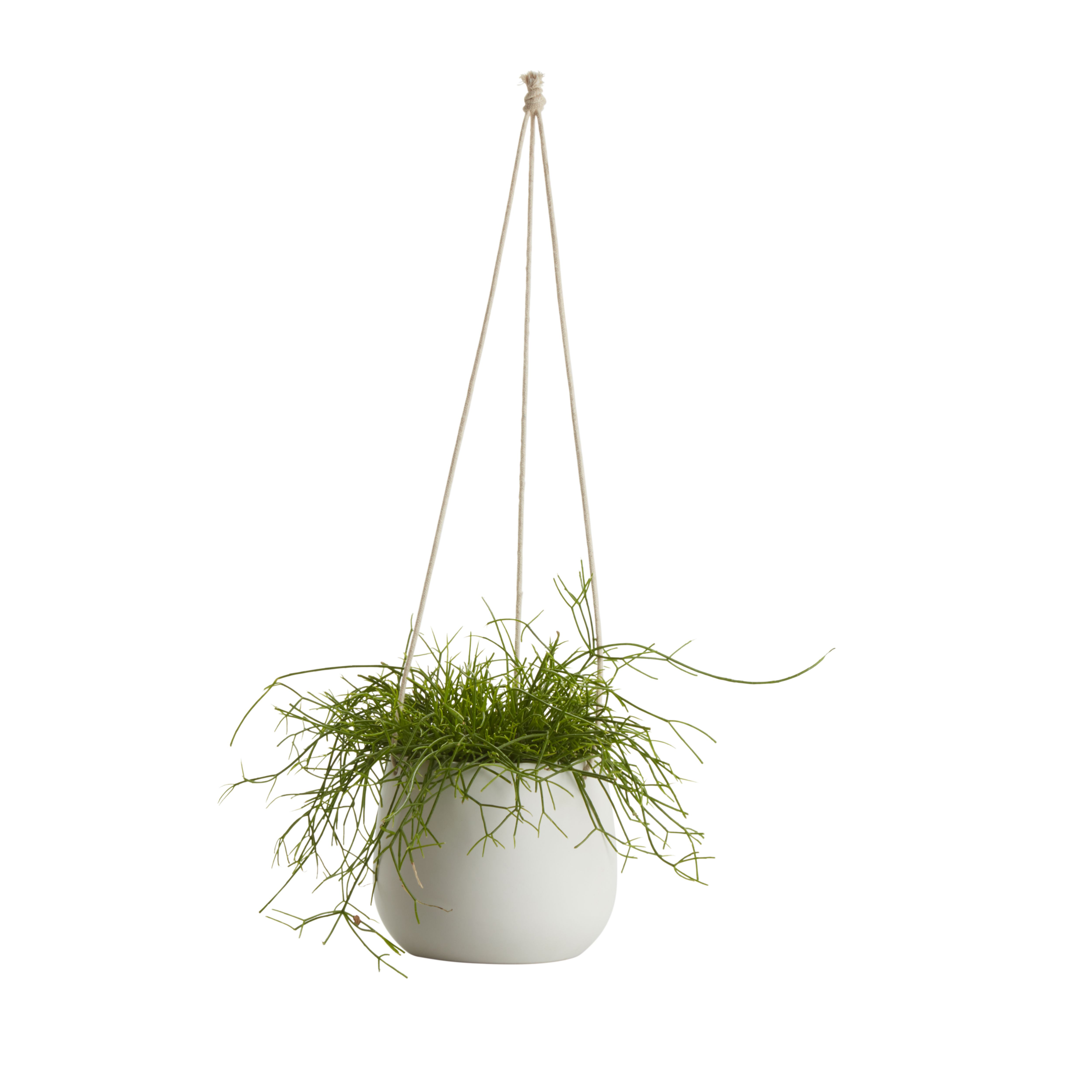 in 13cm White Ceramic Hanging pot DIY at B&Q