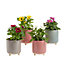 Indoor Plants Assorted Ceramic Decorative pot