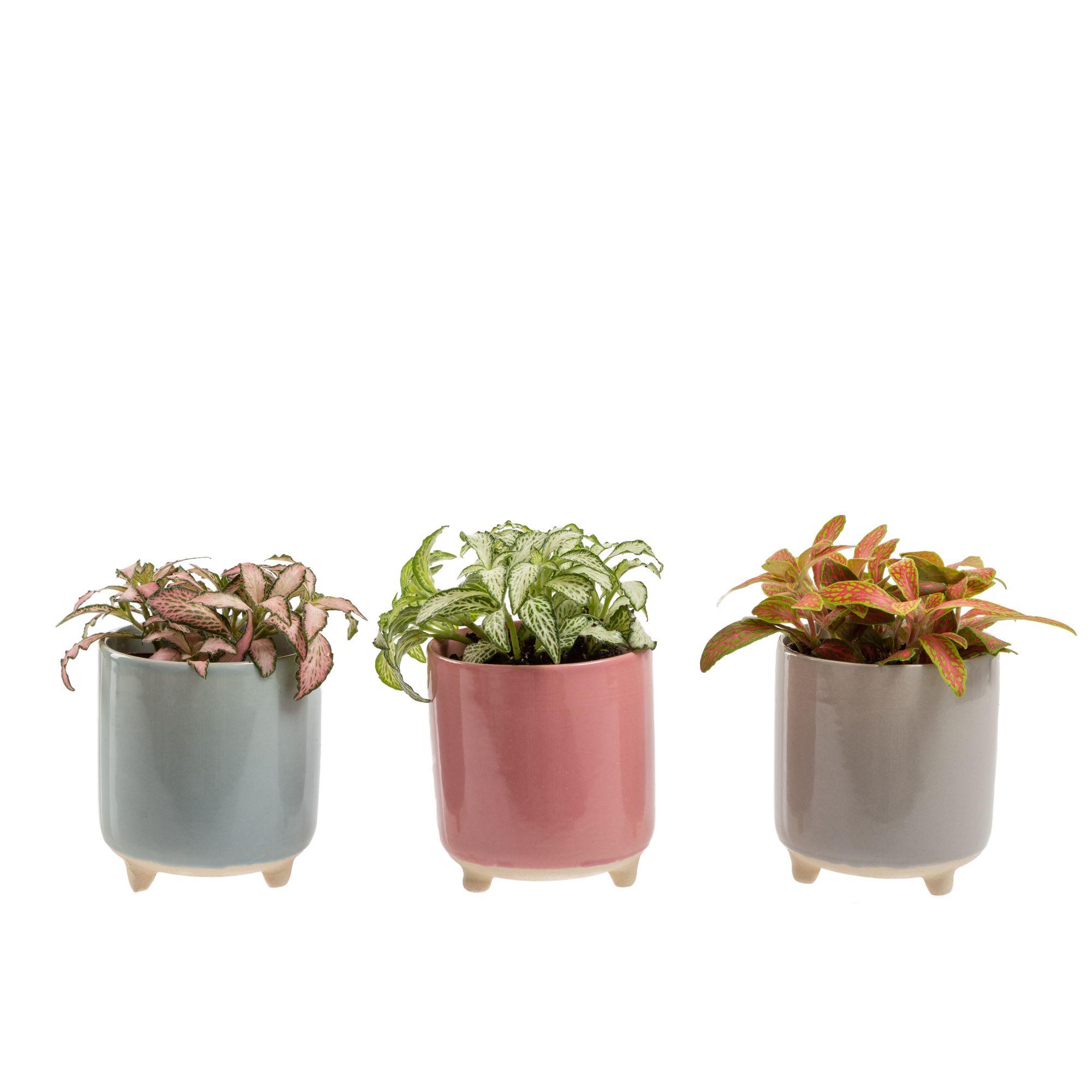 Indoor Plants Assorted Ceramic Decorative pot DIY at B&Q