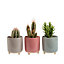 Indoor Plants Assorted Ceramic Decorative pot