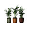Indoor Plants Assorted in 9cm Assorted Ceramic Decorative pot