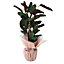 Indoor Plants Black or terracotta Plastic Pot