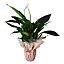 Indoor Plants Black or terracotta Plastic Pot