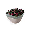Indoor Plants Black Plastic Pot