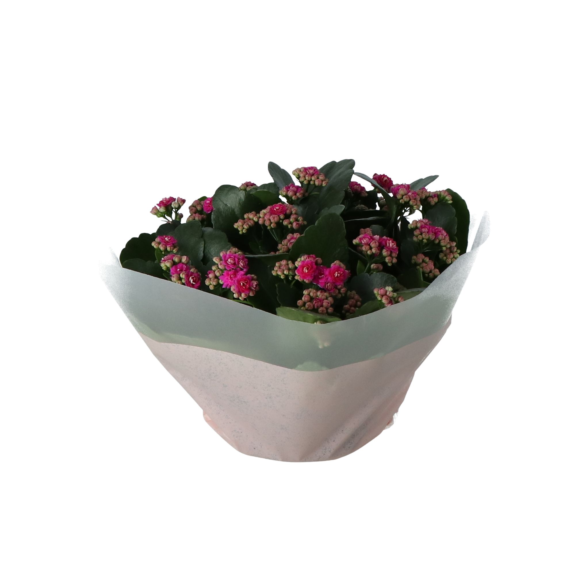 Indoor Plants Black Plastic Pot~5059340188027 02c?$MOB PREV$&$width=768&$height=768
