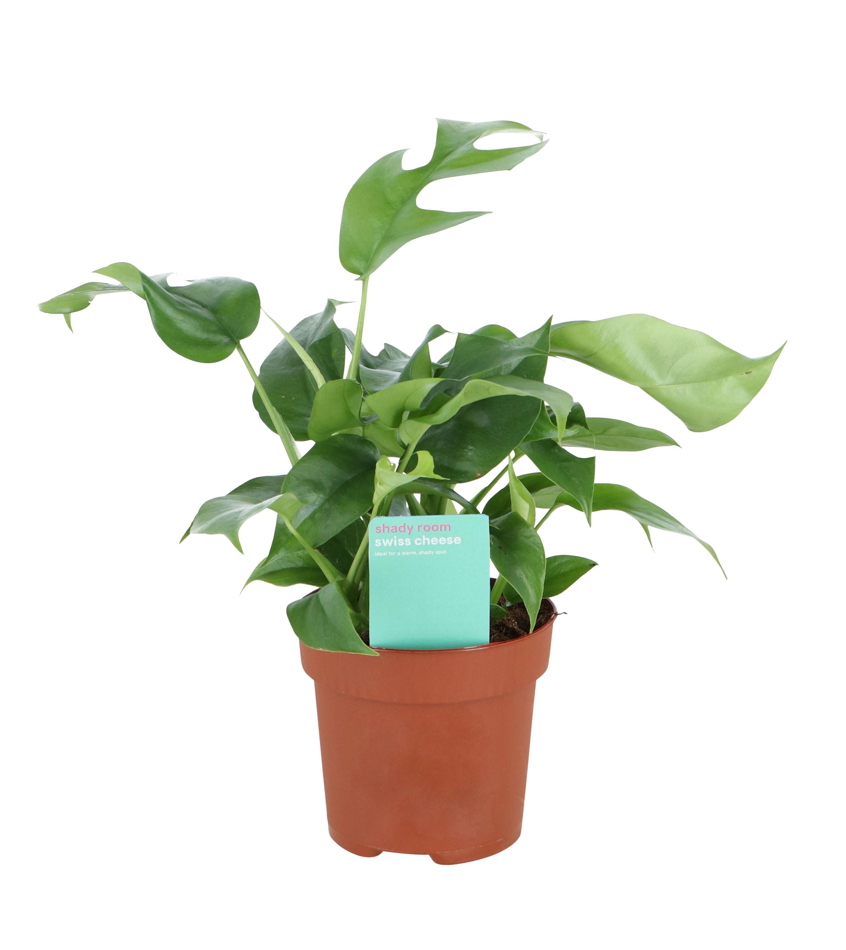 Indoor Plants Pot DIY at B&Q