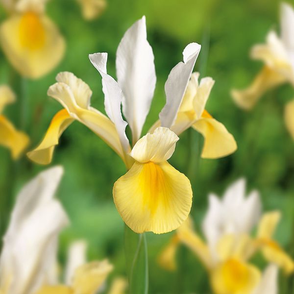 Iris bulbs DIY at B&Q