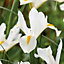 Iris hollandica White Excelsior White Flower bulb Pack of 12