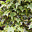 Ivy Autumn Bedding plant 10.5cm, Pack of 3