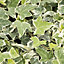 Ivy Autumn Bedding plant 10.5cm, Pack of 3