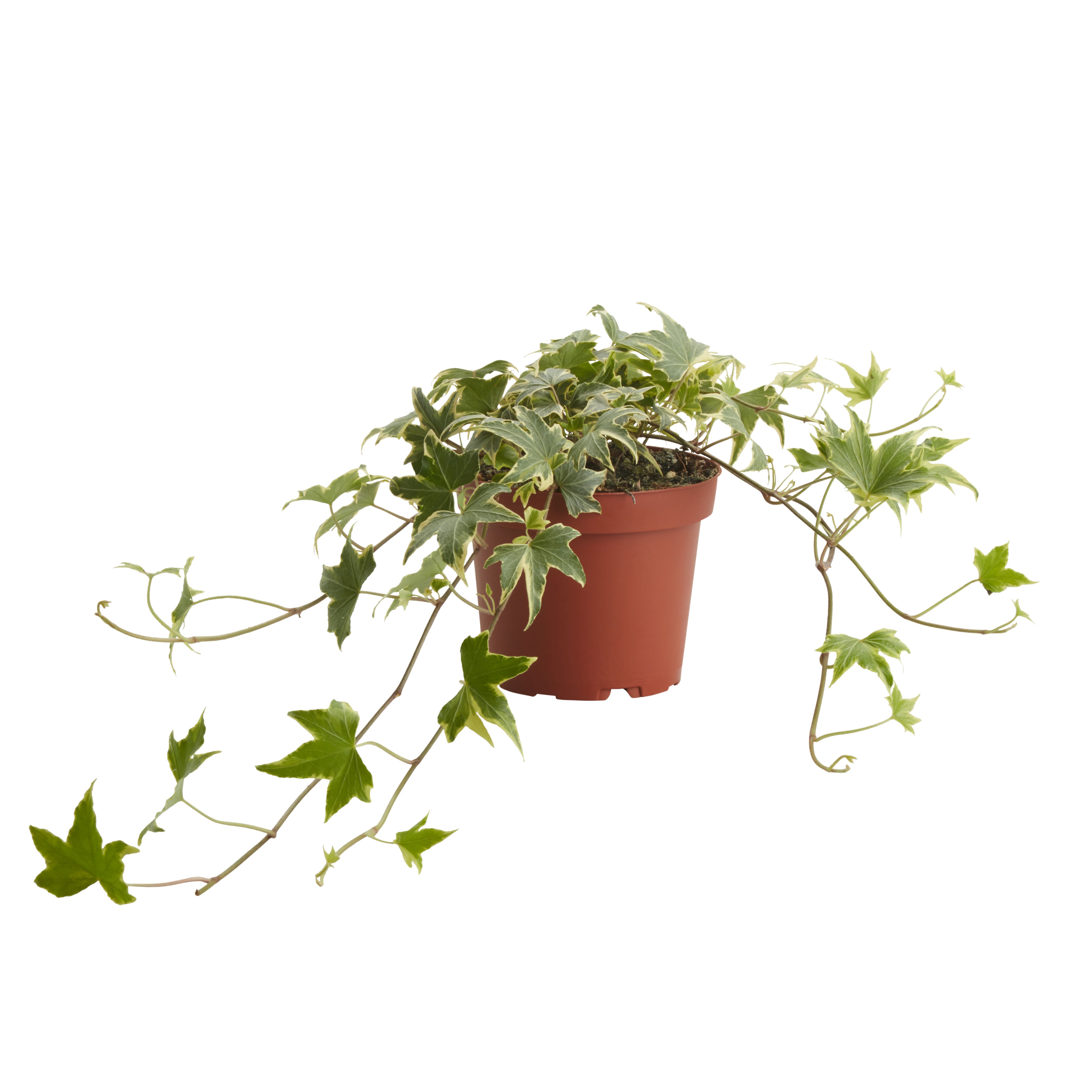 Ivy in 12cm Terracotta Plastic Grow pot