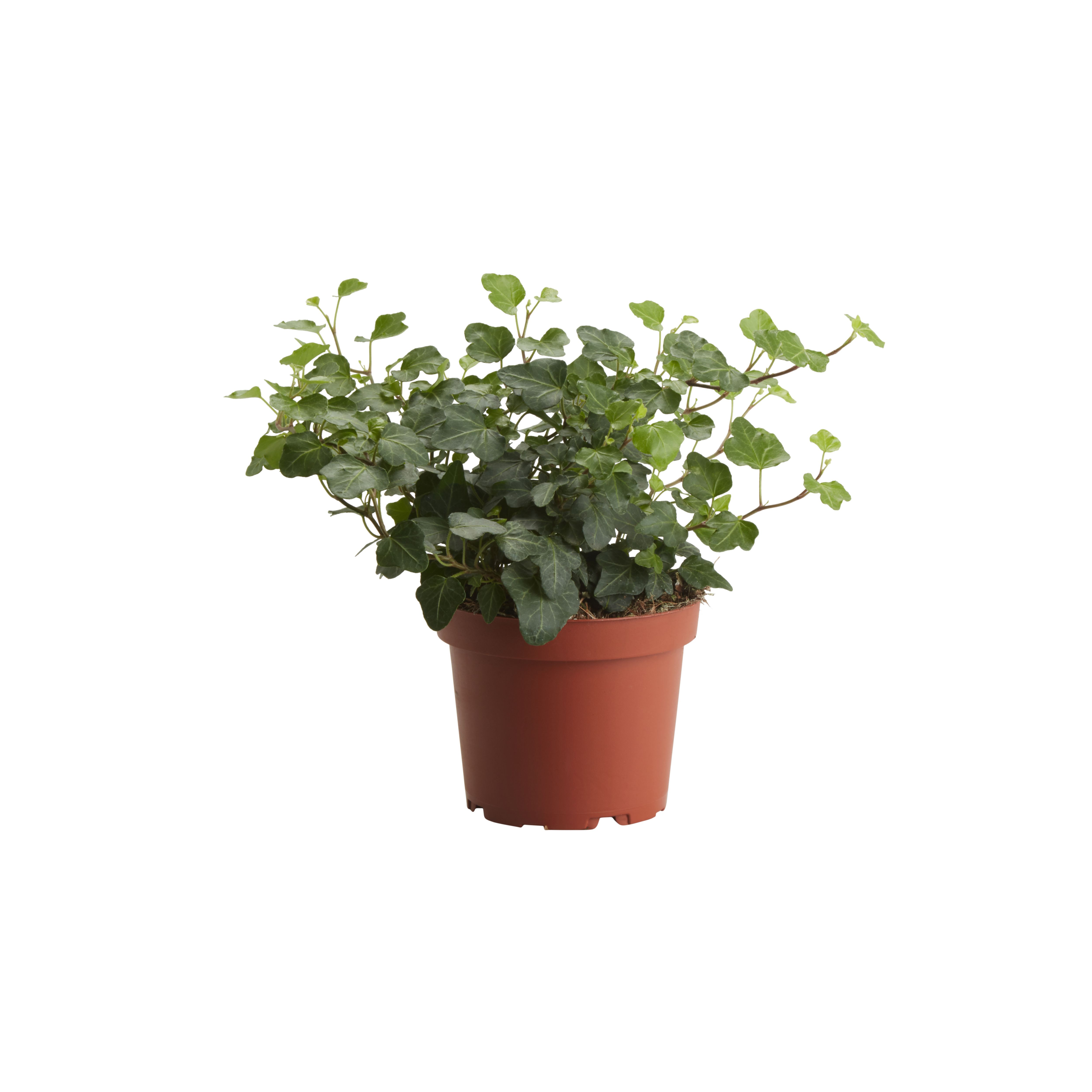 Ivy in 12cm Terracotta Plastic Grow pot