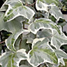 Ivy Silver Summer Bedding plant 10.5cm, Pack of 6