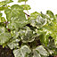 Ivy Silver Variegated Autumn Bedding plant 10.5cm, Pack of 6