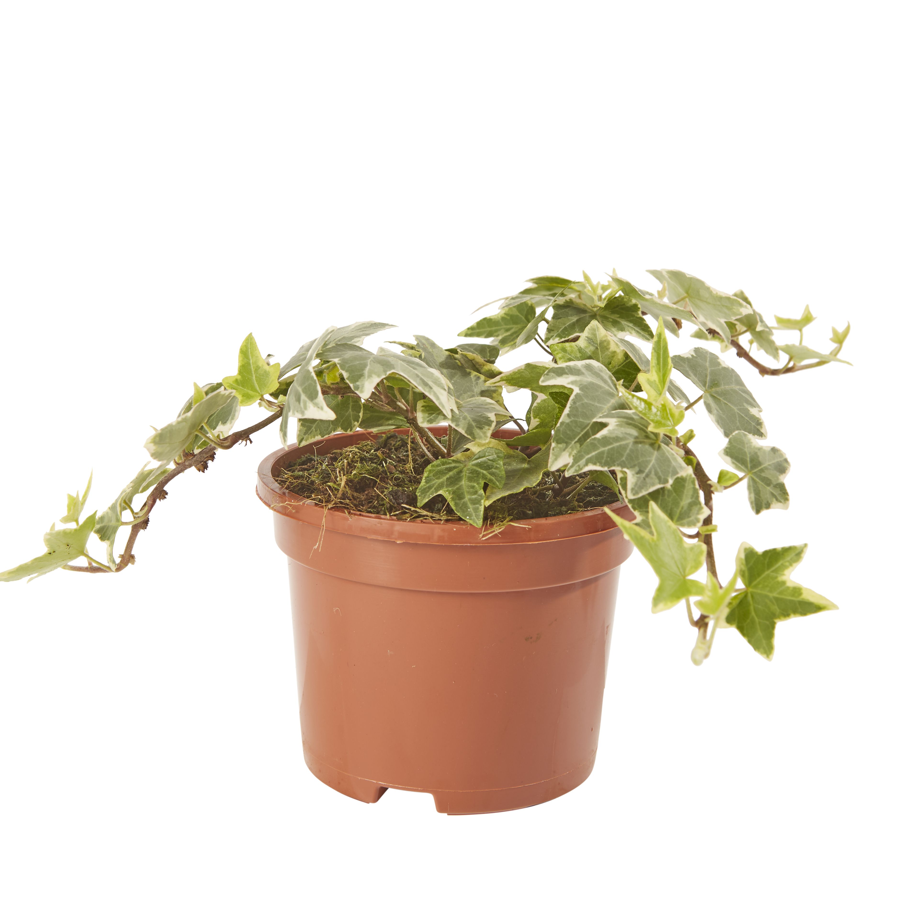 Ivy Summer Bedding plant 10.5cm, Pack of 6