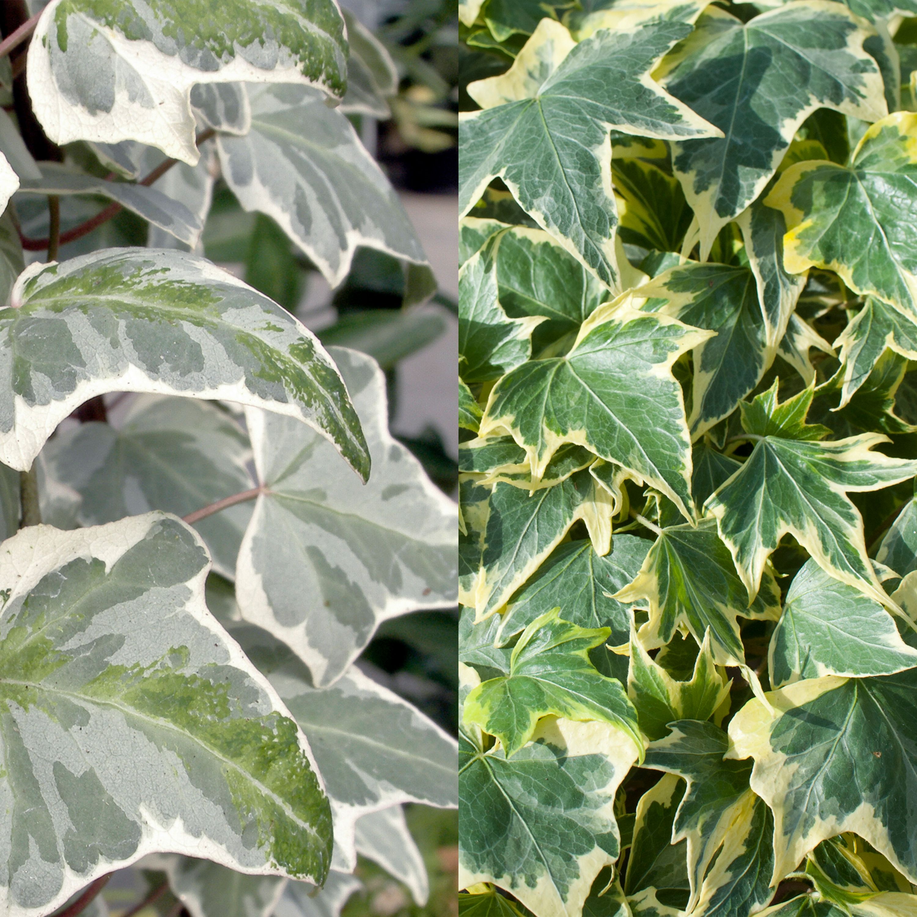 Ivy Summer Bedding plant 10.5cm, Pack of 6 DIY at B&Q