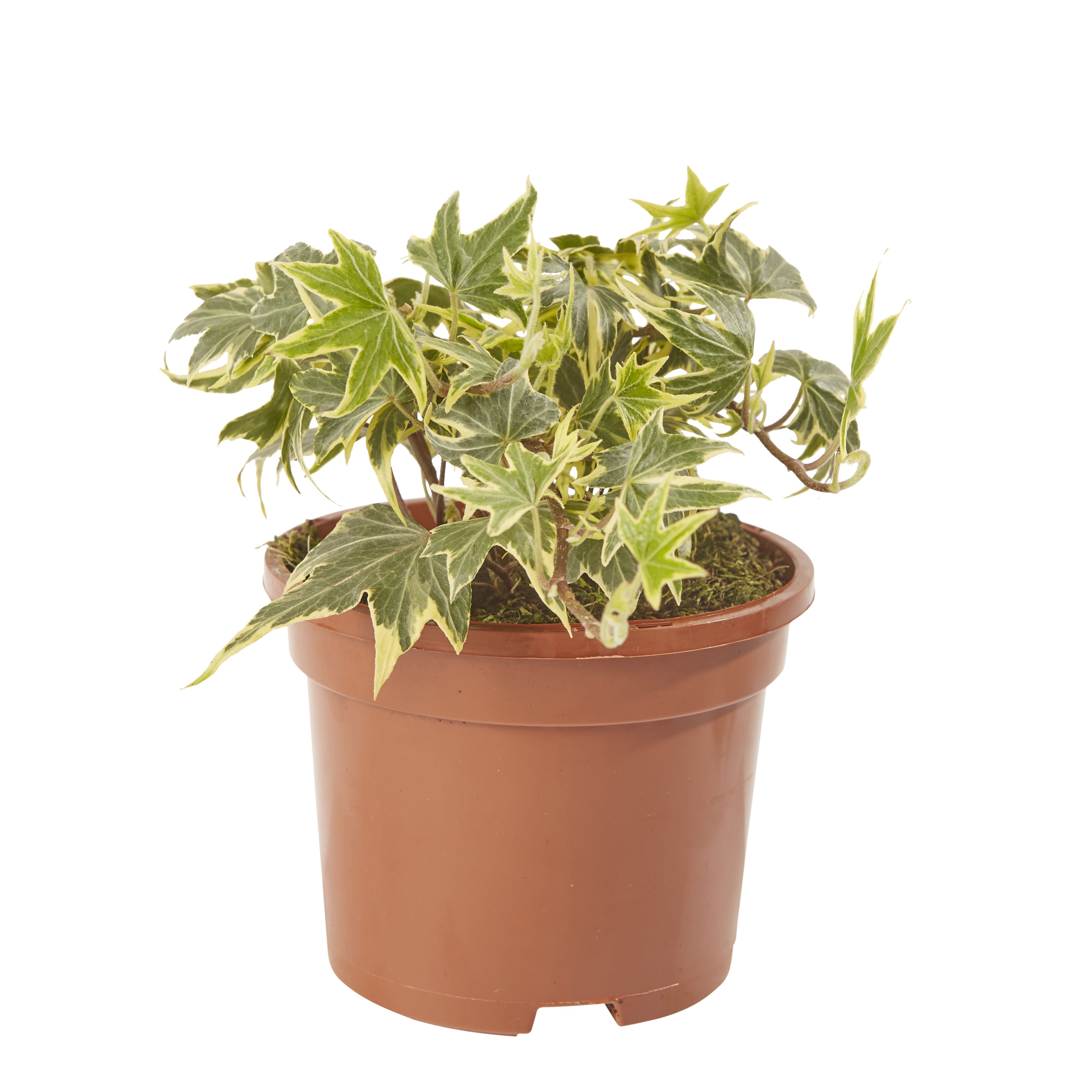 Ivy Summer Bedding plant 10.5cm, Pack of 6