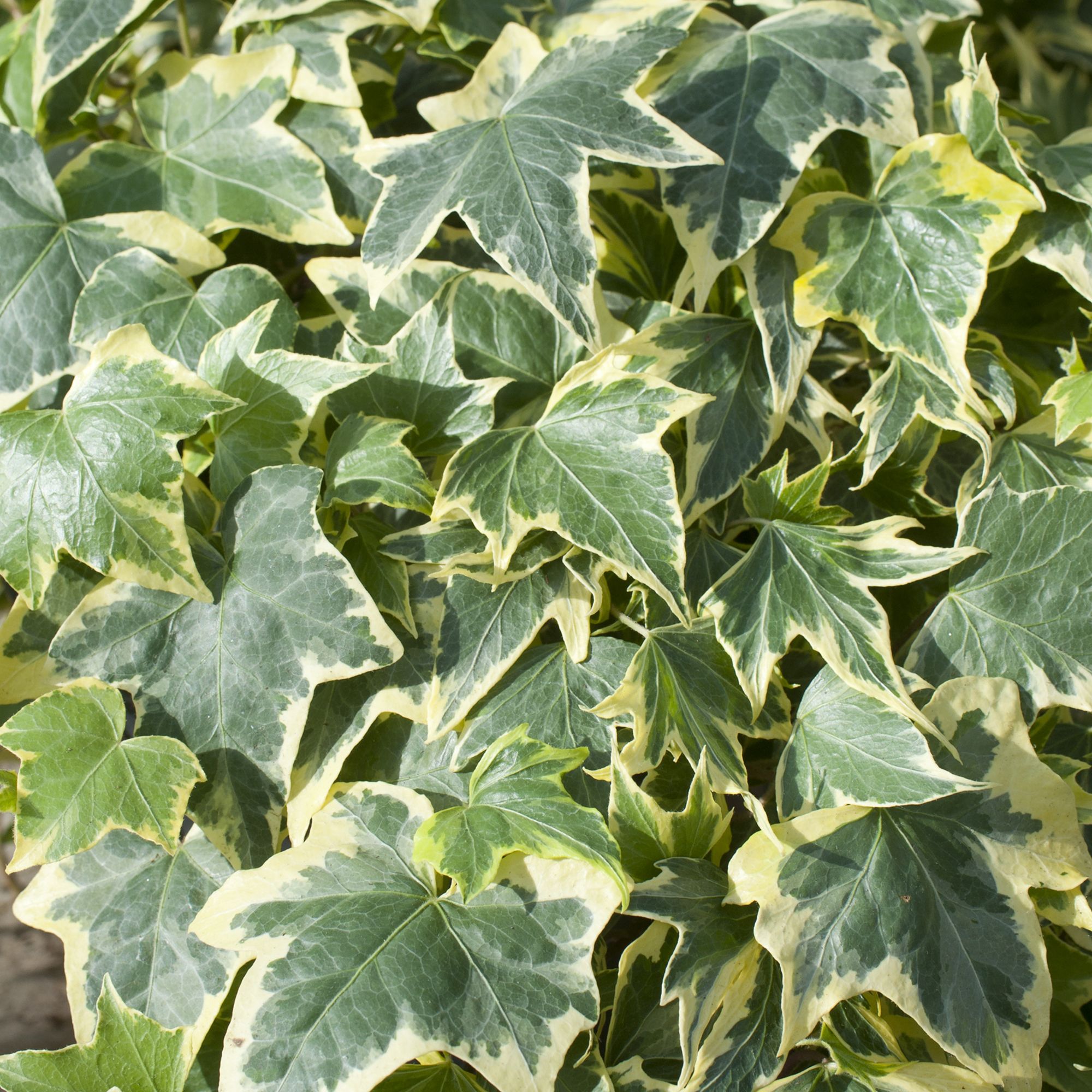 Ivy Summer Bedding plant 10.5cm, Pack of 6