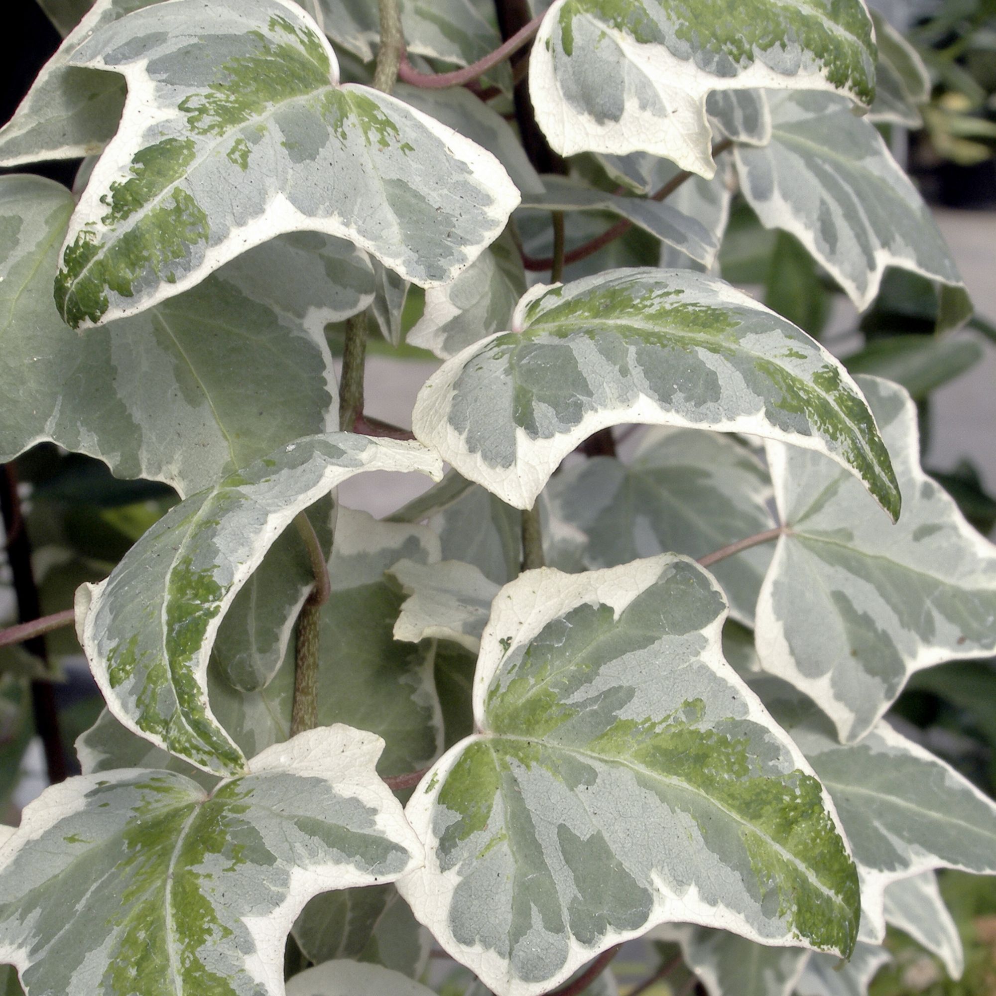 Ivy Summer Bedding plant 10.5cm, Pack of 6