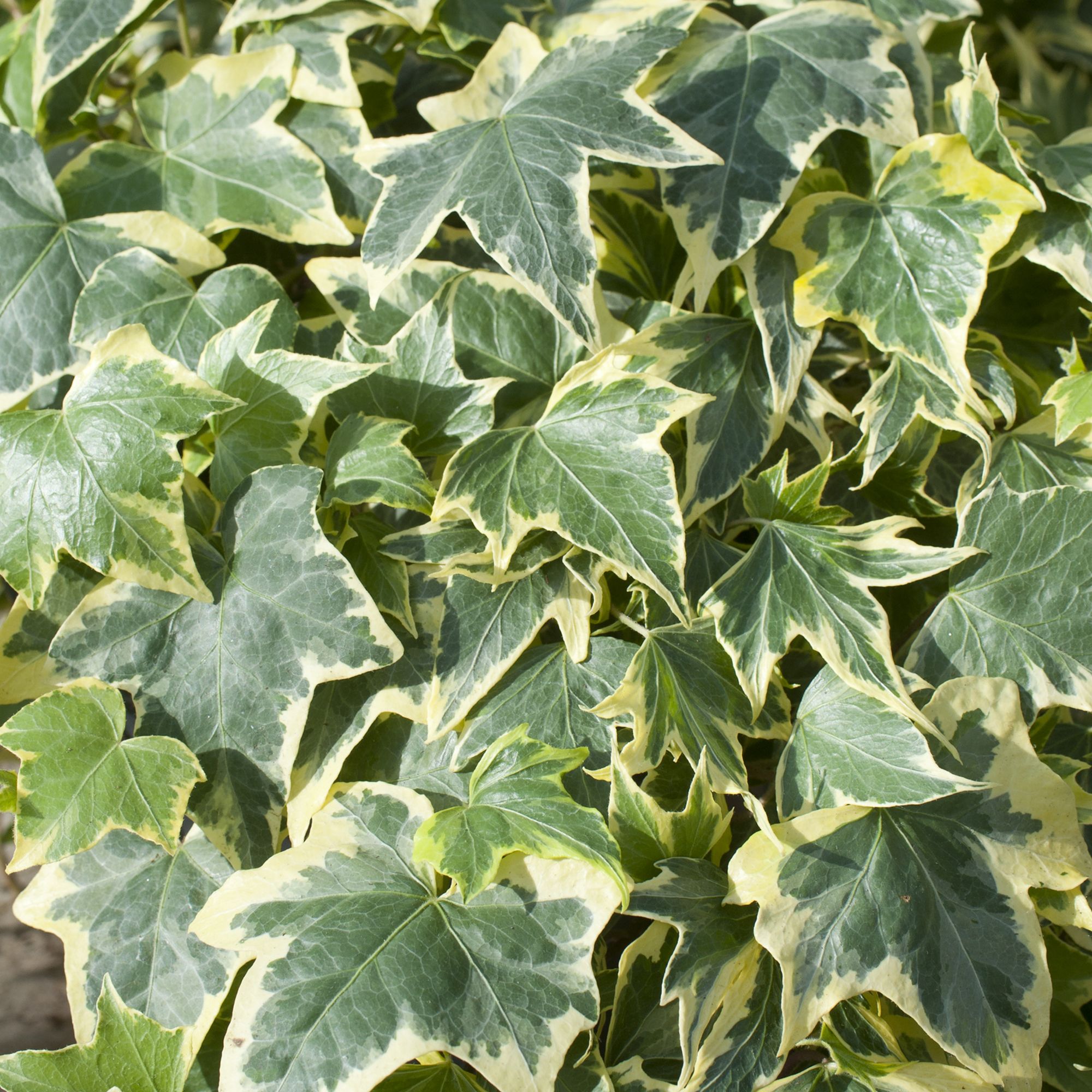 Ivy Yellow Summer Bedding plant 10.5cm, Pack of 6 | DIY at B&Q