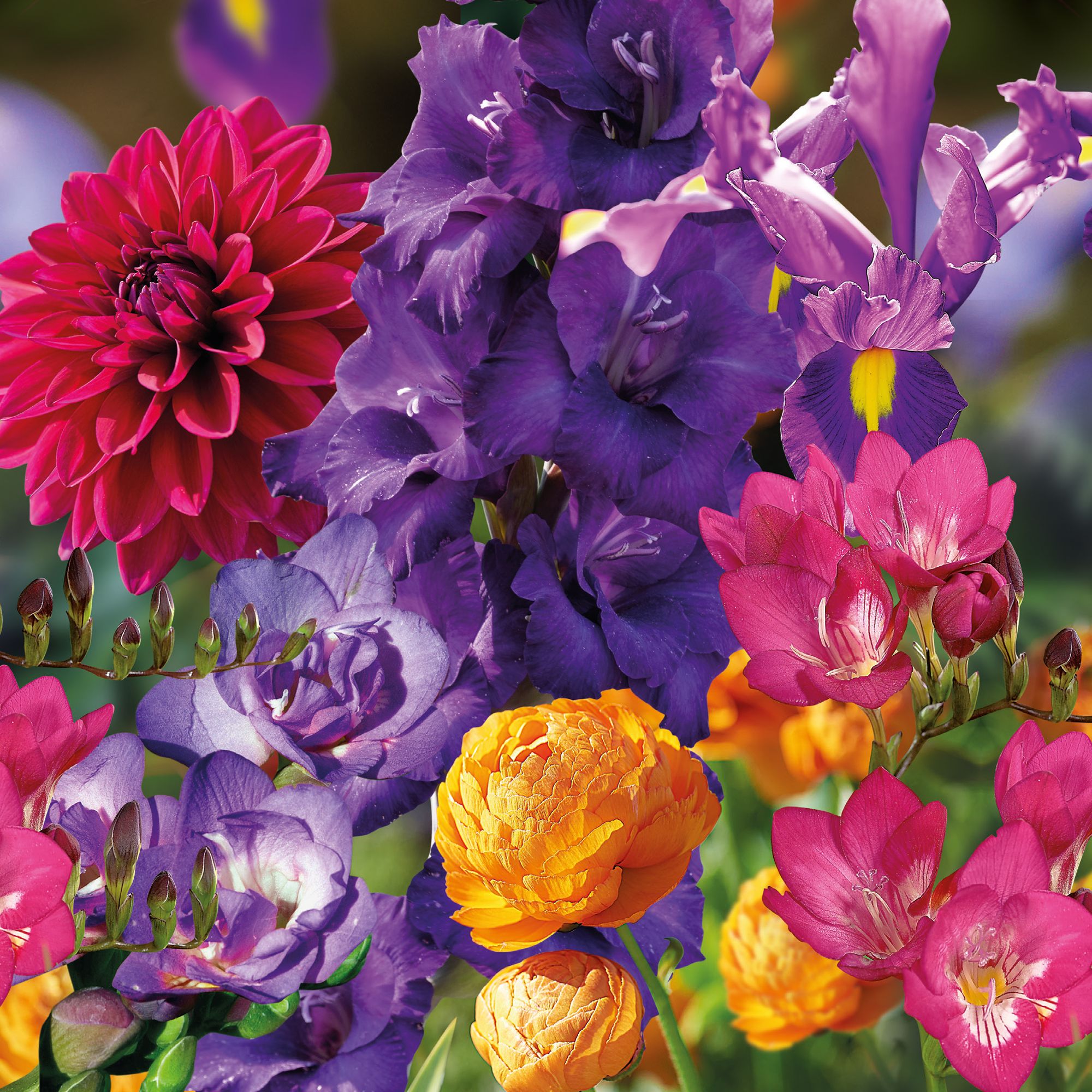 Jewel Collection 80 Flower bulbs