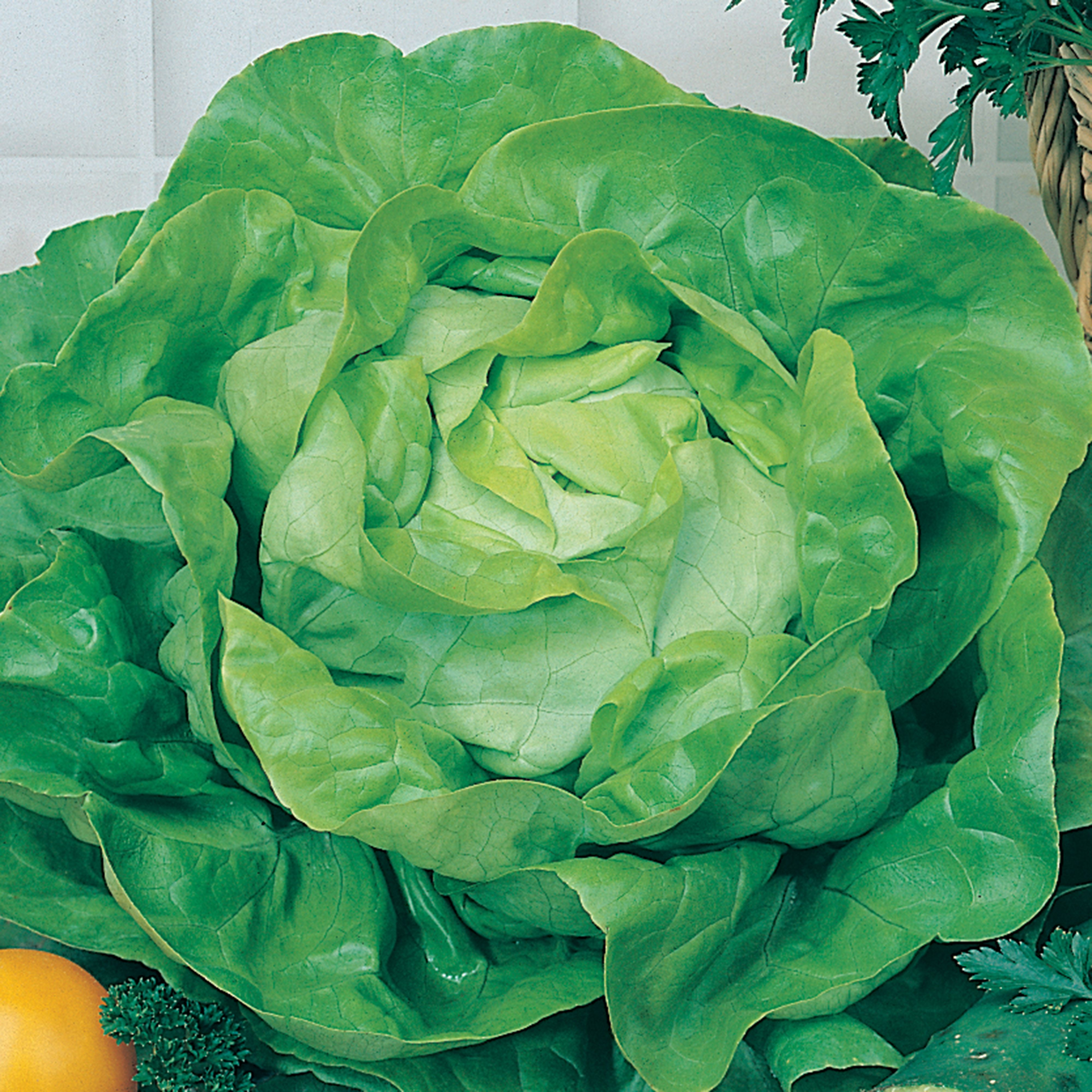 Johnsons All the Year Round Lettuce Seeds