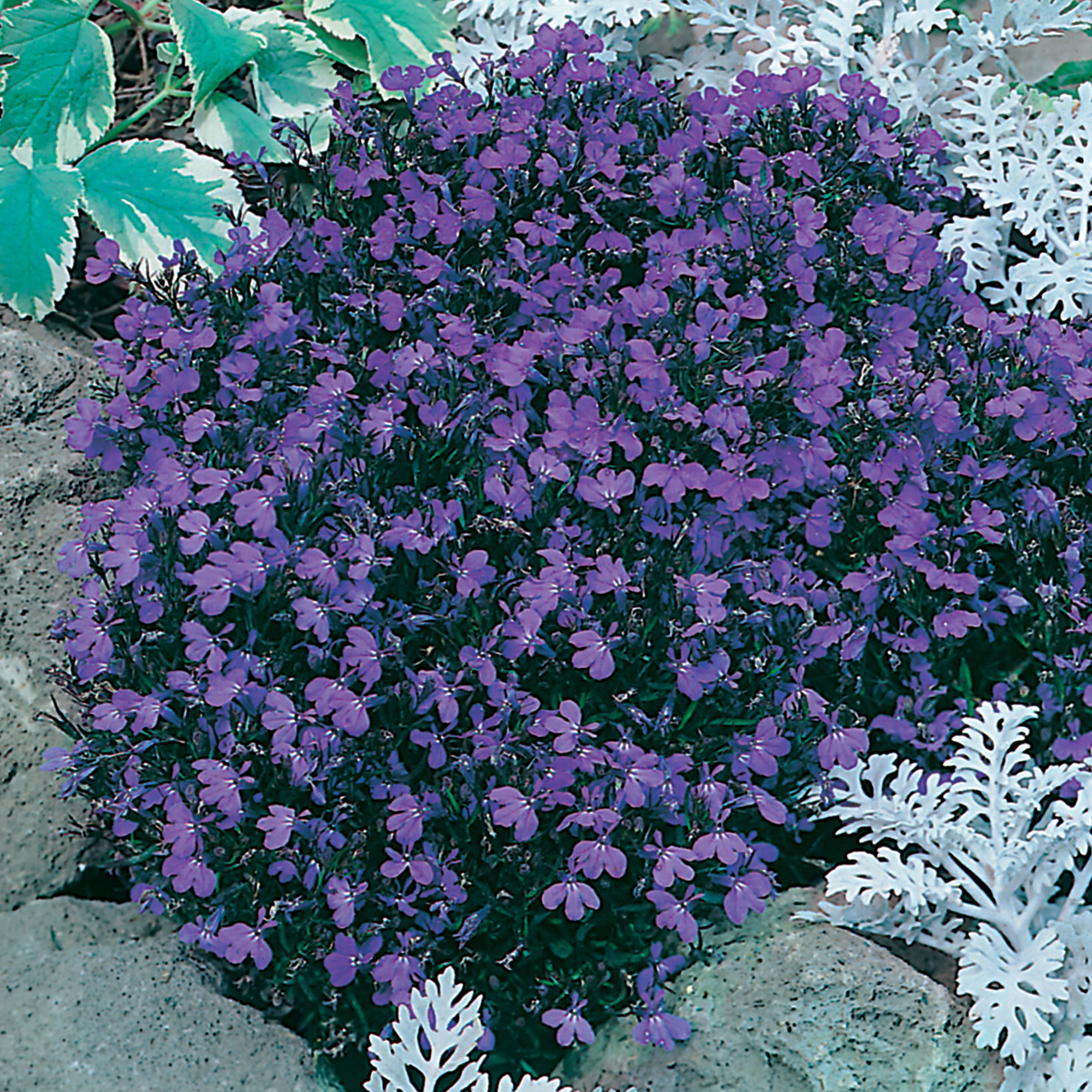 Johnsons Crystal Palace Lobelia Seed