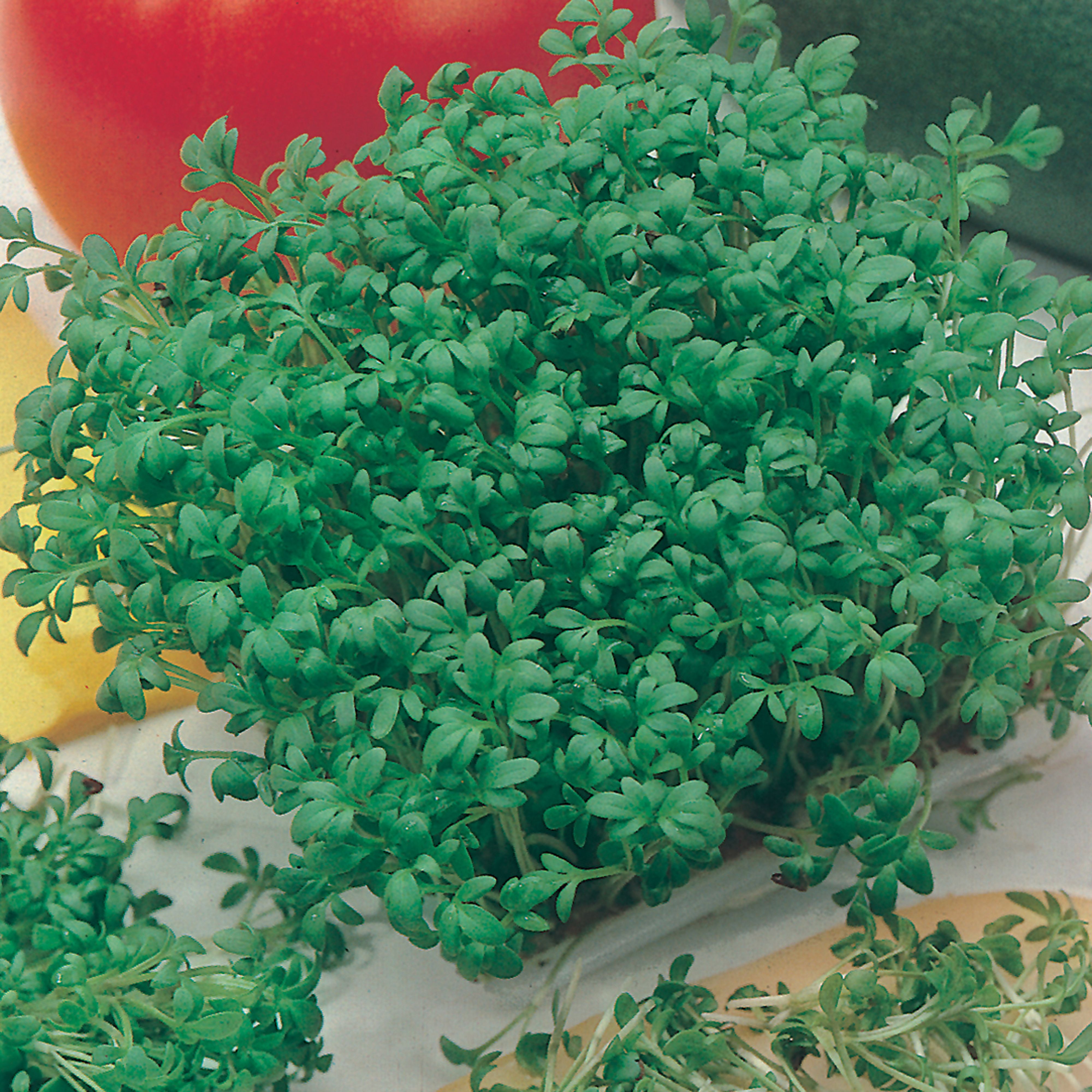 Johnsons Fine Curled Cress Seeds
