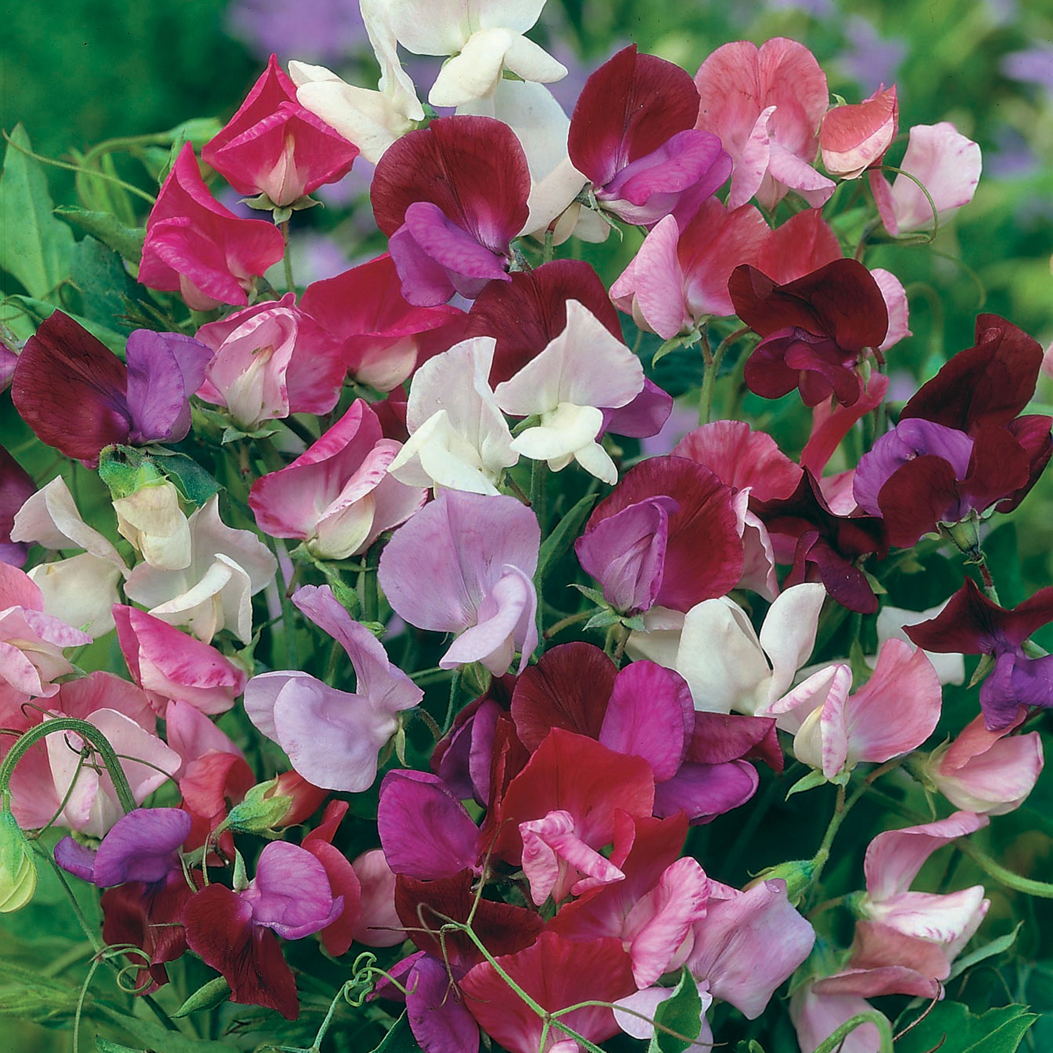 Johnsons Old Fashioned Mixed Sweet Pea Seed