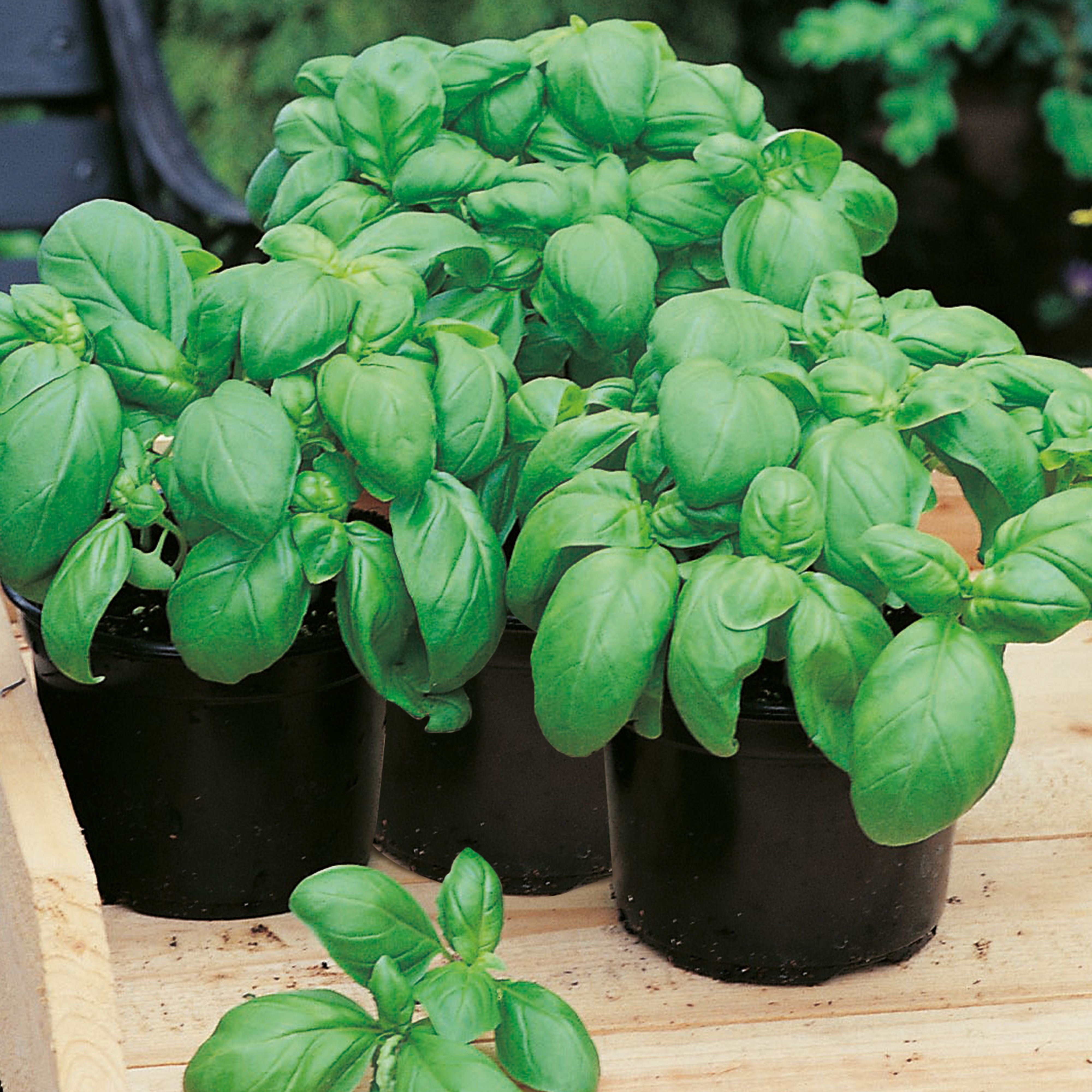 Johnsons Sweet basil Herb Basil Seeds