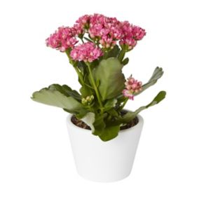 Kalanchoe blossfeldiana Assorted in 10.5cm White Ceramic Decorative pot