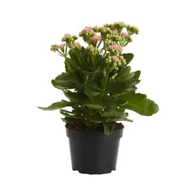 Kalanchoe blossfeldiana Assorted in 12cm Terracotta Plastic Grow pot