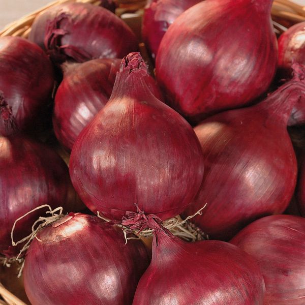 Karmen Onion Vegetable bulb