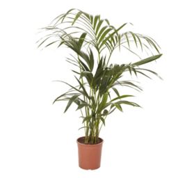 Kentia palm in 19cm Pot