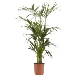 Kentia palm in 24cm Pot