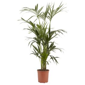 Kentia Palm in 24cm Terracotta Plastic Grow pot