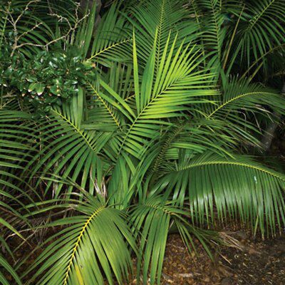 KENTIA PALM | DIY At B&Q