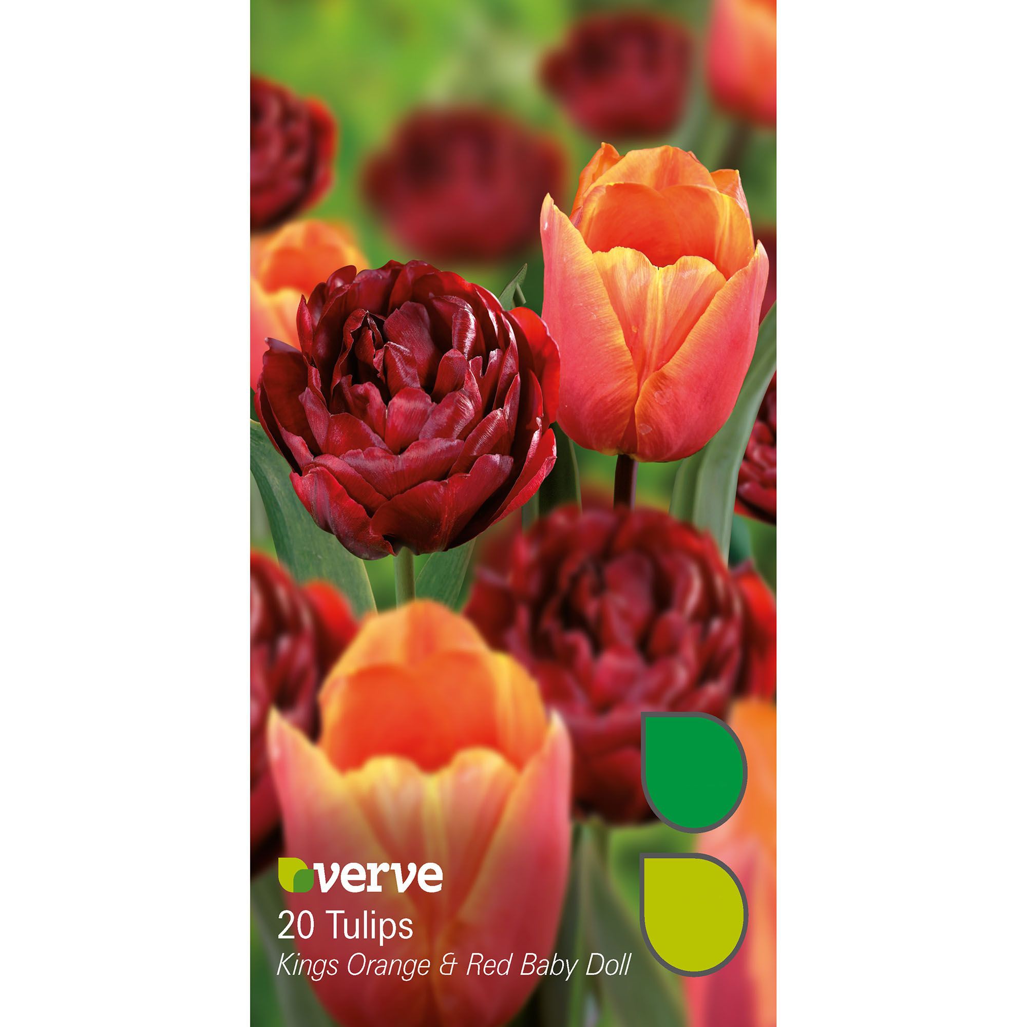 Kings orange & red baby doll Tulip Flower bulb, Pack DIY at B&Q