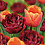 Kings orange & red baby doll Tulip Flower bulb, Pack