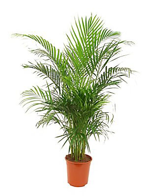Large Erfly Palm Diy At B Q, Artificial Outdoor Trees Home Bargains