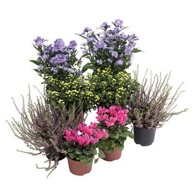 LARGE FLOWERING COLLECTION