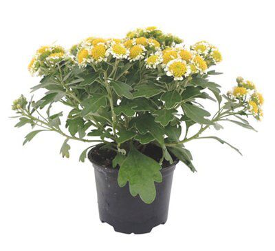 LARGE FLOWERING COLLECTION
