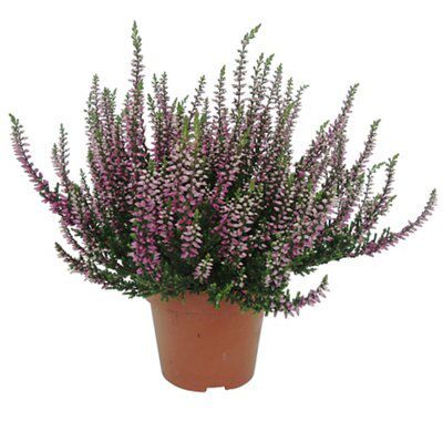 LARGE FLOWERING COLLECTION