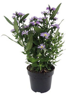 LARGE FLOWERING COLLECTION