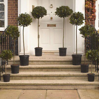 LAURUS NOBILIS BAYTREE 3/4 STND 35/40CM