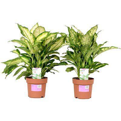 LEOPARD LILY ASSORTED